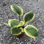 Funkia (Hosta plantaginea) ´CHRISTMAS TREE´ - kont. C1.5L